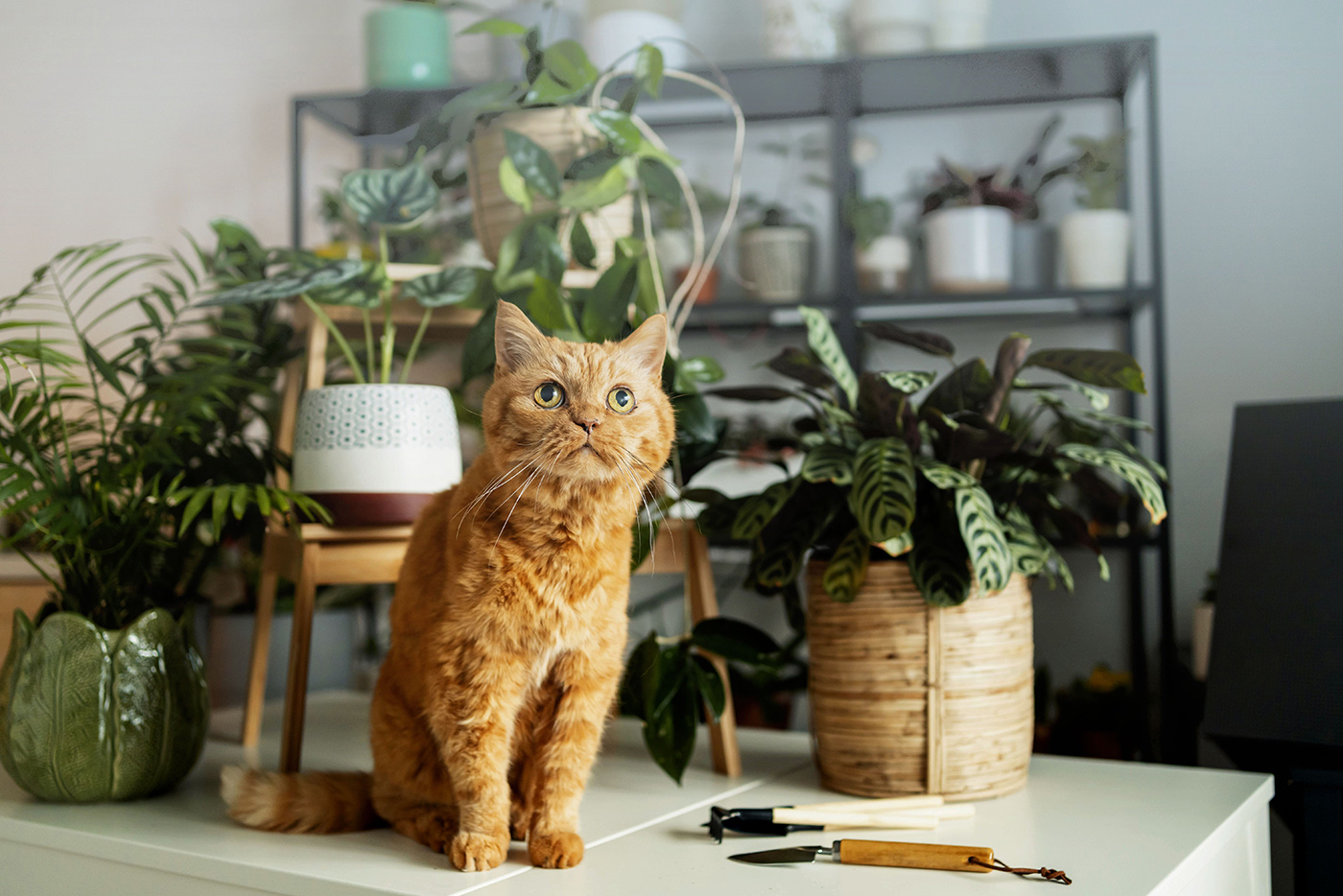 Domestic Cat Perched Atop A Wooden Desk, With Lush Plants In The Background